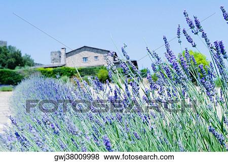 Lavender field with a building in the background, Siena Province, Tuscany, Italy View Large Photo Image Stock Photo - Lavender field with a building in the background, Siena Province, Tuscany, Italy. Fotosearch