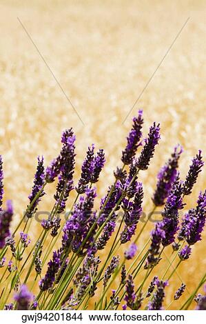 Lavender flowers in a field, Siena Province, Tuscany, Italy View Large Photo Image Picture - Lavender flowers in a field, Siena Province, Tuscany, Italy. Fotosearch