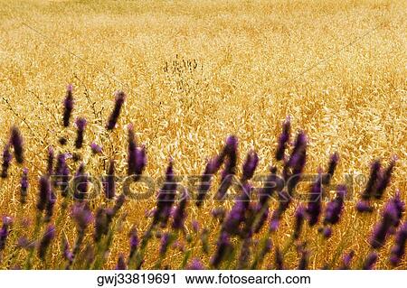 Lavender flowers in a field, Siena Province, Tuscany, Italy View Large Photo Image Stock Image - Lavender flowers in a field, Siena Province, Tuscany, Italy. Fotosearch