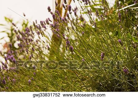 Lavender plants in a field, Cinque Terre National Park, La Spezia, Liguria, Italy View Large Photo Image Stock Image - Lavender plants in a field, Cinque Terre National Park, La Spezia, Liguria, Italy. Fotosearch