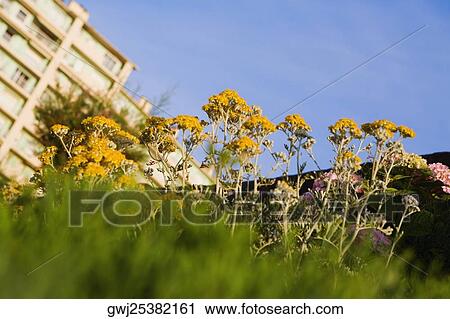 Low angle view of flowers, Biarritz, Basque Country, Pyrenees-Atlantiques, Aquitaine, France View Large Photo Image Stock Image - Low angle view of flowers, Biarritz, Basque Country, Pyrenees-Atlantiques, Aquitaine, France. Fotosearch