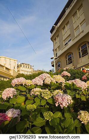 Low angle view of flowers with buildings in the background, Biarritz, Basque Country, Pyrenees-Atlantiques, Aquitaine, France View Large Photo Image Stock Image - Low angle view of flowers with buildings in the background, Biarritz, Basque Country, Pyrenees-Atlantiques, Aquitaine, France. Fotosearch
