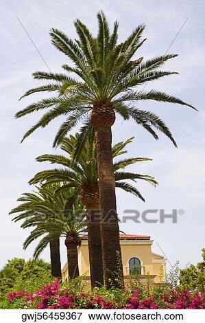 Low angle view of palm trees, Sorrento, Naples Province, Campania, Italy View Large Photo Image Stock Photo - Low angle view of palm trees, Sorrento, Naples Province, Campania, Italy. Fotosearch