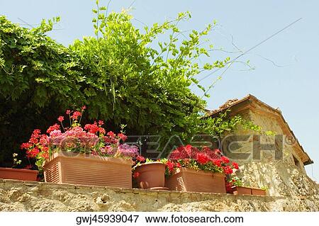 Low angle view of potted plants on the wall of a house, Siena Province, Tuscany, Italy View Large Photo Image Stock Photo - Low angle view of potted plants on the wall of a house, Siena Province, Tuscany, Italy. Fotosearch