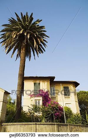 Stock Image - Low angle view of trees in front of a building, Italian Riviera, Santa Margherita Ligure, Genoa, Liguria, Italy. Fotosearch