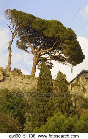 Low angle view of trees in front of a castle, Italian Riviera, Genoa, Liguria, Italy View Large Photo Image Stock Photo - Low angle view of trees in front of a castle, Italian Riviera, Genoa, Liguria, Italy. Fotosearch