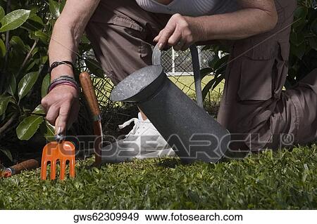 Low section view of a woman watering plants View Large Photo Image Stock Photo - Low section view of a woman watering plants. Fotosearch