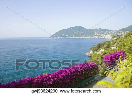 Panoramic view of the sea, Italian Riviera, Mar Ligure, Camogli, Genoa, Liguria, Italy View Large Photo Image Stock Image - Panoramic view of the sea, Italian Riviera, Mar Ligure, Camogli, Genoa, Liguria, Italy. Fotosearch