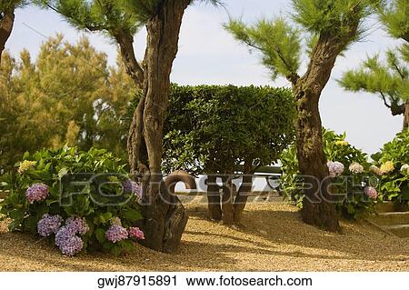 Stock Image - Plants with trees in a garden, St. Martin, Biarritz, France. Fotosearch