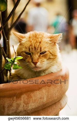 Portrait of a cat sitting in a potted plant, Via Colombo, RioMaggiore, Cinque Terre, La Spezia, Genoa, Liguria, Italy View Large Photo Image Stock Image - Portrait of a cat sitting in a potted plant, Via Colombo, RioMaggiore, Cinque Terre, La Spezia, Genoa, Liguria, Italy. Fotosearch