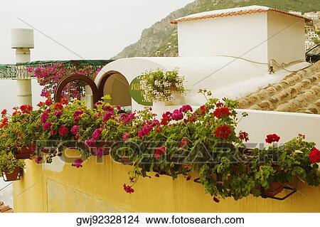 Picture - Potted plant on the roof of a building, Positano, Amalfi Coast, Salerno, Campania, Italy. Fotosearch