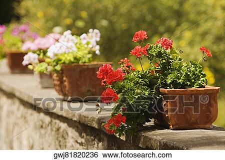 Potted plants on the wall, Sorrento, Sorrentine Peninsula, Naples Province, Campania, Italy View Large Photo Image Stock Photograph - Potted plants on the wall, Sorrento, Sorrentine Peninsula, Naples Province, Campania, Italy. Fotosearch