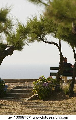 Rear view of a man sitting on a bench in a garden, St. Martin, Biarritz, France View Large Photo Image Stock Photo - Rear view of a man sitting on a bench in a garden, St. Martin, Biarritz, France. Fotosearch
