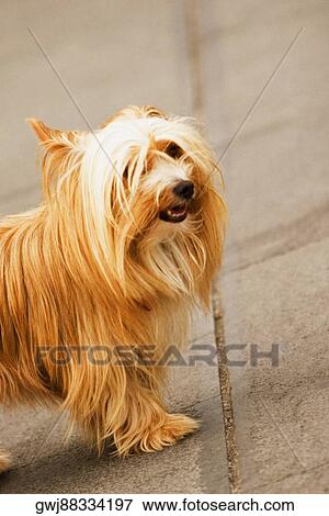 Side profile of a dog, Piazza Flavio Gioia, Costiera Amalfitana, Amalfi, Salerno, Campania, Italy View Large Photo Image Stock Photo - Side profile of a dog, Piazza Flavio Gioia, Costiera Amalfitana, Amalfi, Salerno, Campania, Italy. Fotosearch