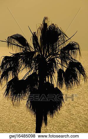 Silhouette of a tree, Italian Riviera, Liguria, Italy View Large Photo Image Stock Photo - Silhouette of a tree, Italian Riviera, Liguria, Italy. Fotosearch