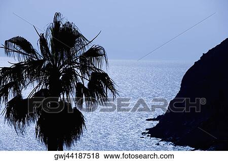 Silhouette of a tree, Italian Riviera, Liguria, Italy View Large Photo Image Stock Photo - Silhouette of a tree, Italian Riviera, Liguria, Italy. Fotosearch