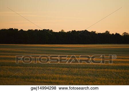 Silhouette of trees along a field, Loire Valley, France View Large Photo Image Stock Photo - Silhouette of trees along a field, Loire Valley, France. Fotosearch