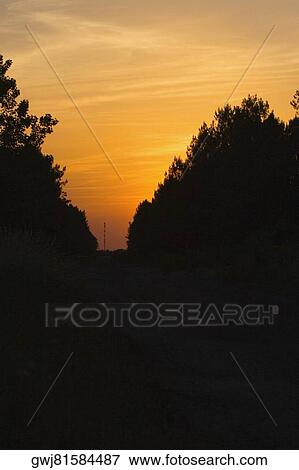 Silhouette of trees at sunset, Bordeaux, Aquitaine, France View Large Photo Image Stock Photo - Silhouette of trees at sunset, Bordeaux, Aquitaine, France. Fotosearch