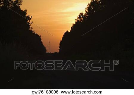 Silhouette of trees at sunset, Bordeaux, Aquitaine, France View Large Photo Image Stock Photograph - Silhouette of trees at sunset, Bordeaux, Aquitaine, France. Fotosearch