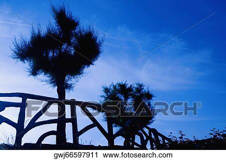 Stock Image - Silhouette of trees, Port Des Pecheurs, Biarritz, France. Fotosearch