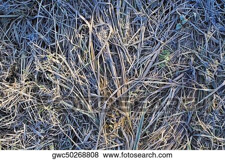 Sunlight on dry grass View Large Photo Image Stock Photo - Sunlight on dry grass. Fotosearch