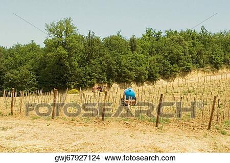 Tractor in a vineyard, Siena Province, Tuscany, Italy View Large Photo Image Picture - Tractor in a vineyard, Siena Province, Tuscany, Italy. Fotosearch
