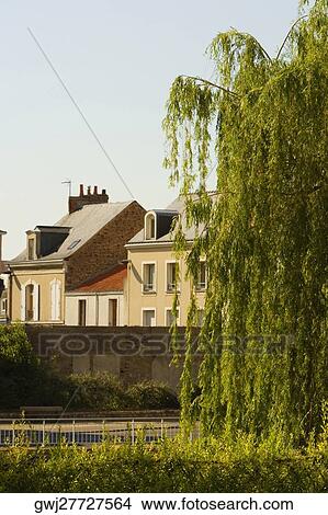 Tree in front of a medieval house, Le Mans, Sarthe, Pays-de-la-Loire, France View Large Photo Image Picture - Tree in front of a medieval house, Le Mans, Sarthe, Pays-de-la-Loire, France. Fotosearch
