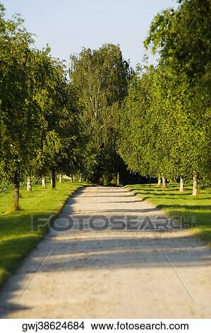 Trees along a dirt road, Loire Valley, France View Large Photo Image Picture - Trees along a dirt road, Loire Valley, France. Fotosearch