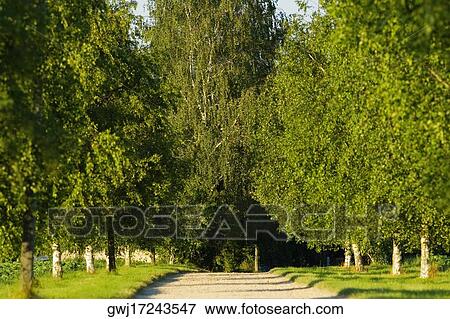 Trees along a dirt road, Loire Valley, France View Large Photo Image Stock Photo - Trees along a dirt road, Loire Valley, France. Fotosearch