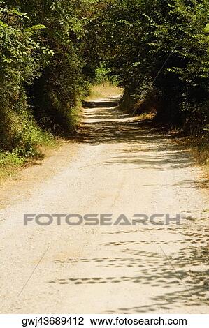 Trees along a dirt road, Siena Province, Tuscany, Italy View Large Photo Image Stock Image - Trees along a dirt road, Siena Province, Tuscany, Italy. Fotosearch
