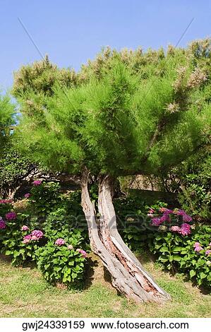 Stock Photo - Trees and plants in a garden, Biarritz, Basque Country, Pyrenees-Atlantiques, Aquitaine, France. Fotosearch