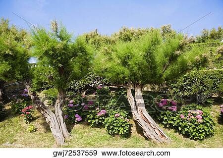 Trees and plants in a garden, Biarritz, Basque Country, Pyrenees-Atlantiques, Aquitaine, France View Large Photo Image Stock Photo - Trees and plants in a garden, Biarritz, Basque Country, Pyrenees-Atlantiques, Aquitaine, France. Fotosearch