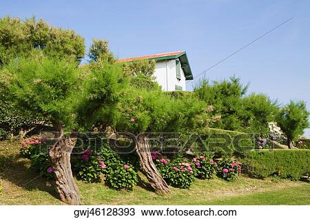 Stock Image - Trees and plants in a garden, St. Martin, Biarritz, France. Fotosearch