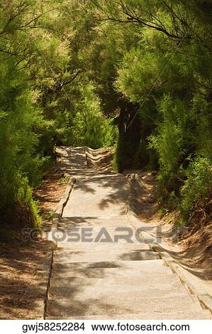 Trees at the both sides of a staircase, Biarritz, Basque Country, Pyrenees-Atlantiques, Aquitaine, France View Large Photo Image Picture - Trees at the both sides of a staircase, Biarritz, Basque Country, Pyrenees-Atlantiques, Aquitaine, France. Fotosearch