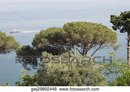 Trees at the seaside, Costiera Amalfitana, Salerno, Campania, Italy View Large Photo Image Stock Photo - Trees at the seaside, Costiera Amalfitana, Salerno, Campania, Italy. Fotosearch
