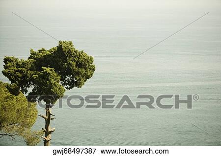 Trees at the seaside, Costiera Amalfitana, Salerno, Campania, Italy View Large Photo Image Stock Photo - Trees at the seaside, Costiera Amalfitana, Salerno, Campania, Italy. Fotosearch