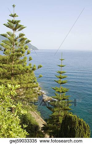 Trees at the seaside, Italian Riviera, Mar Ligure, Genoa, Liguria, Italy View Large Photo Image Stock Photography - Trees at the seaside, Italian Riviera, Mar Ligure, Genoa, Liguria, Italy. Fotosearch