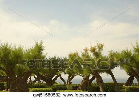 Stock Image - Trees in a garden, Biarritz, Basque Country, Pyrenees-Atlantiques, Aquitaine, France. Fotosearch