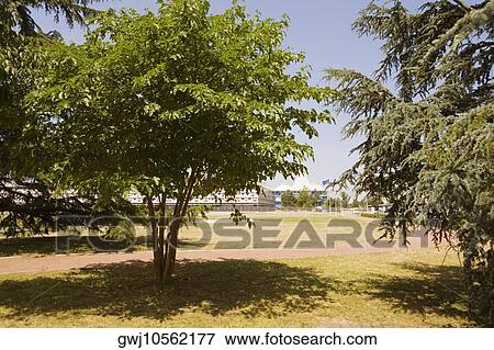 Trees in a park, Congres Et Expositions De Bordeaux, Bordeaux, Aquitaine, France View Large Photo Image Stock Photo - Trees in a park, Congres Et Expositions De Bordeaux, Bordeaux, Aquitaine, France. Fotosearch