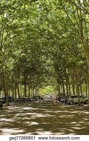Vehicles parked on the both sides of a road, Place des Quinconces, Bordeaux, France View Large Photo Image Stock Image - Vehicles parked on the both sides of a road, Place des Quinconces, Bordeaux, France. Fotosearch