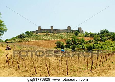 Vineyard in front of a fort, Monteriggioni, Siena Province, Tuscany, Italy View Large Photo Image Stock Photo - Vineyard in front of a fort, Monteriggioni, Siena Province, Tuscany, Italy. Fotosearch