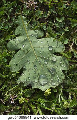 Stock Image - Water drops on a leaf. Fotosearch