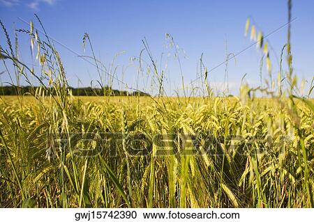 Wheat crop in a field, Loire Valley, France View Large Photo Image Stock Image - Wheat crop in a field, Loire Valley, France. Fotosearch