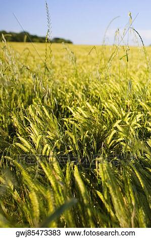 Wheat crop in a field, Loire Valley, France View Large Photo Image Stock Image - Wheat crop in a field, Loire Valley, France. Fotosearch