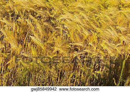 Wheat crop in a field, Loire Valley, France View Large Photo Image Stock Image - Wheat crop in a field, Loire Valley, France. Fotosearch