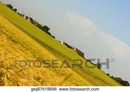 Wheat crop in a field, Loire Valley, France View Large Photo Image Stock Photograph - Wheat crop in a field, Loire Valley, France. Fotosearch