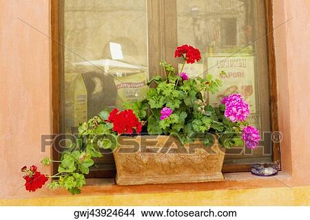 Window box in on the window of a house, Siena Province, Tuscany, Italy View Large Photo Image Picture - Window box in on the window of a house, Siena Province, Tuscany, Italy. Fotosearch
