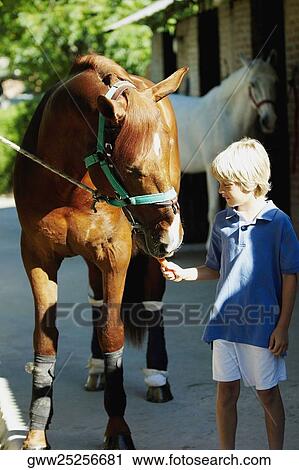 Boy feeding a carrot to a horse View Large Photo Image Stock Image - Boy feeding a carrot to a horse. Fotosearch