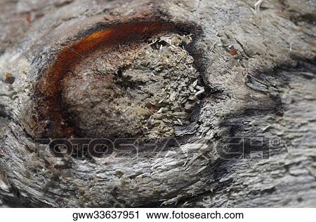 Close-up of a bark View Large Photo Image Stock Image - Close-up of a bark. Fotosearch
