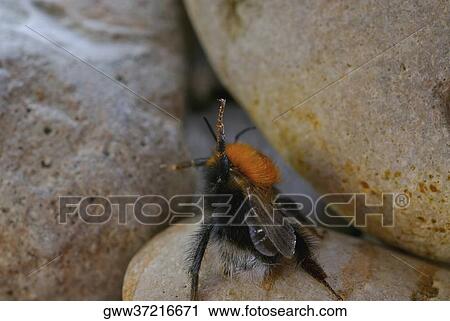 Close-up of a bee on a rock View Large Photo Image Stock Image - Close-up of a bee on a rock. Fotosearch